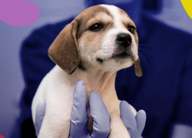 Castra o esteriliza a tu mascota con nosotros
