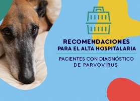 Cuidados después del alta por parvovirus