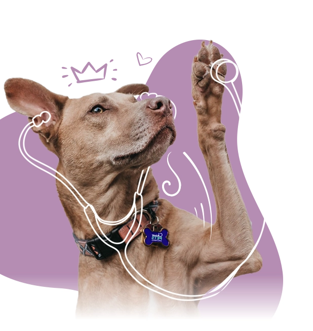 Perro decorativo