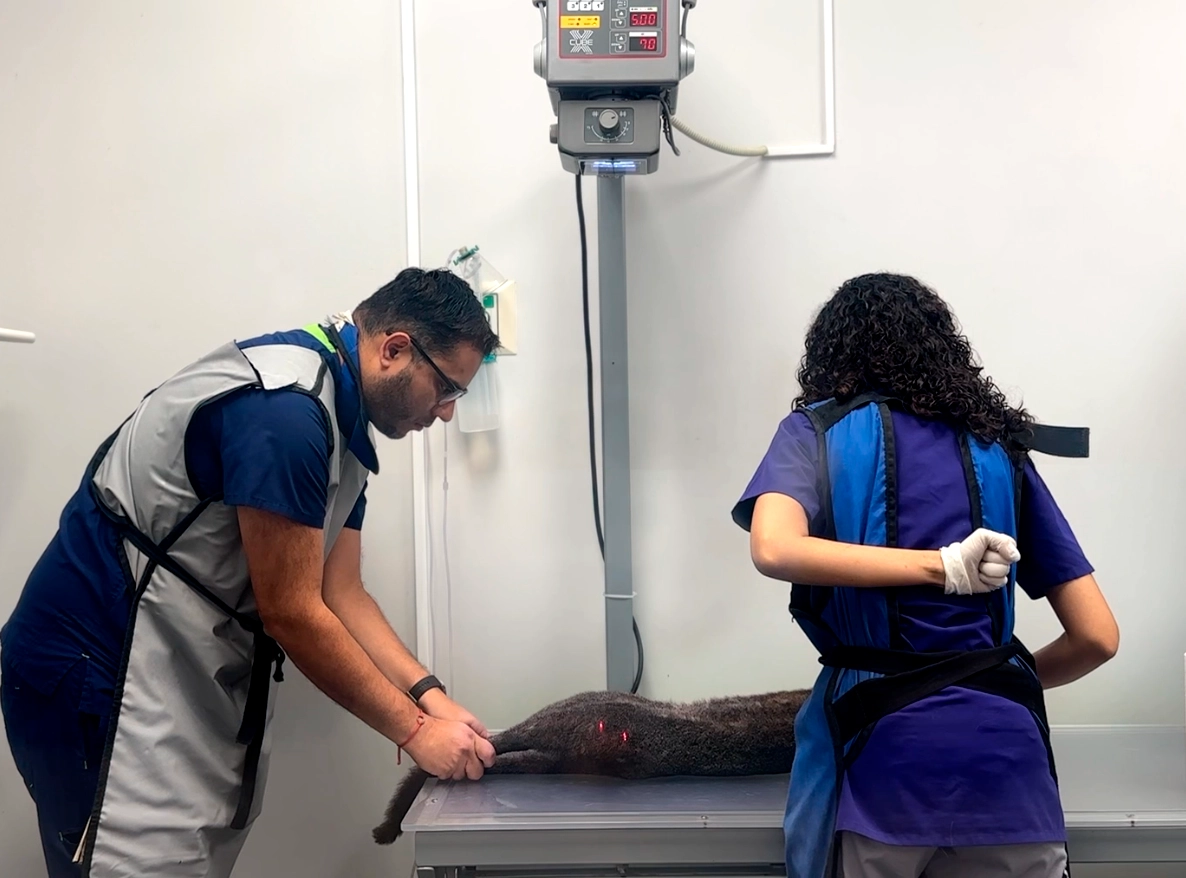 Imagenologia