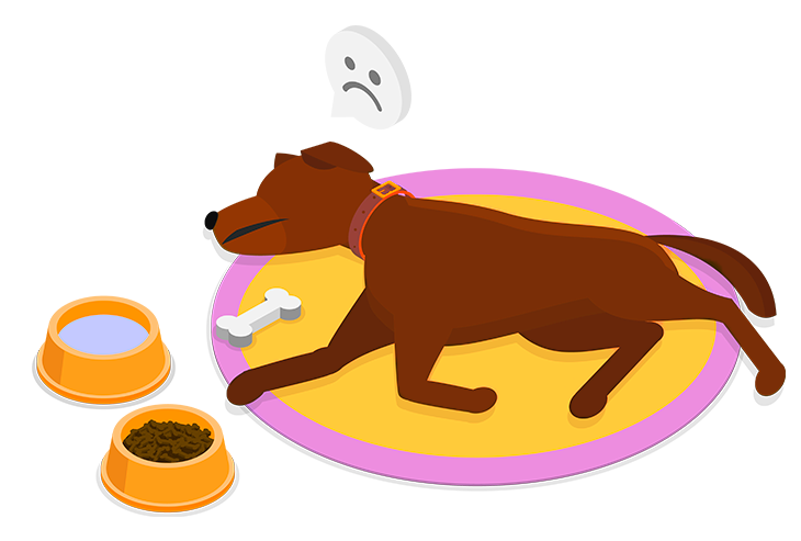 Transmisión del parvovirus